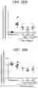 Fig. 30 - Anti-Jagged1 antigen binding proteins