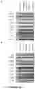 Fig. 17 - ANTI-HER2 BINDING MOLECULES
