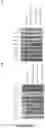 Fig. 18 - ANTI-HER2 BINDING MOLECULES