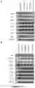 Fig. 19 - ANTI-HER2 BINDING MOLECULES