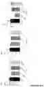 Fig. 30 - ANTI-HER2 BINDING MOLECULES