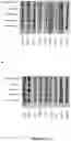 Fig. 34 - ANTI-HER2 BINDING MOLECULES