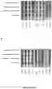 Fig. 35 - ANTI-HER2 BINDING MOLECULES