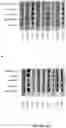 Fig. 36 - ANTI-HER2 BINDING MOLECULES