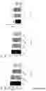 Fig. 48 - ANTI-HER2 BINDING MOLECULES