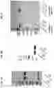 Fig. 02 - MULTIMERIC OX40 BINDING MOLECULES AND USES THEREOF