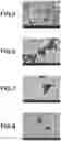 Fig. 03 - MATERIAL FOR MEDICAL USE AND METHOD FOR PRODUCING SAME