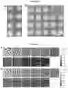 Fig. 07 - REVERSIBLE WRINKLE PATTERNS AND METHODS OF MAKING AND USING THE SAME