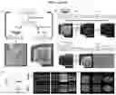 Fig. 08 - REVERSIBLE WRINKLE PATTERNS AND METHODS OF MAKING AND USING THE SAME