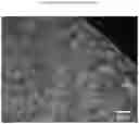 Fig. 03 - Foamable Silicone Composition, Preparation Method and Use Thereof