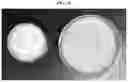 Fig. 04 - COMPOSITIONS AND METHODS FOR PROTECTING ORGANIC POLYMERIC MATERIALS FROM DISCOLORATION DUE TO EXPOSURE TO UV-C LIGHT