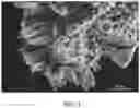 Fig. 05 - Methods of producing functionalized powder particles