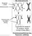 Fig. 01 - Method of application of sliding-ring polymers to enhance elastic properties in oil-well cement