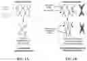 Fig. 02 - Method of application of sliding-ring polymers to enhance elastic properties in oil-well cement