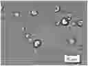 Fig. 01 - CLEAVEABLE MULTI-ALCOHOL-BASED MICROCAPSULES