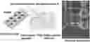 Fig. 01 - A MICRO PHYSIOLOGICAL MODEL FOR NEURONAL AND MUSCULAR DISEASES AND DISORDERS