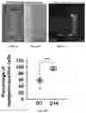 Fig. 06 - A MICRO PHYSIOLOGICAL MODEL FOR NEURONAL AND MUSCULAR DISEASES AND DISORDERS