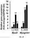 Fig. 08 - A MICRO PHYSIOLOGICAL MODEL FOR NEURONAL AND MUSCULAR DISEASES AND DISORDERS