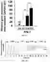 Fig. 09 - A MICRO PHYSIOLOGICAL MODEL FOR NEURONAL AND MUSCULAR DISEASES AND DISORDERS