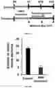 Fig. 14 - A MICRO PHYSIOLOGICAL MODEL FOR NEURONAL AND MUSCULAR DISEASES AND DISORDERS