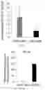 Fig. 21 - A MICRO PHYSIOLOGICAL MODEL FOR NEURONAL AND MUSCULAR DISEASES AND DISORDERS