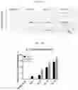 Fig. 06 - HYDROGEL-BASED 3D CELL TRAINING BIOREACTOR