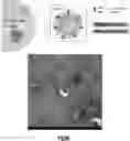 Fig. 01 - Method for constructing functional exosomes capable of efficiently loading specific miRNA