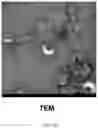 Fig. 03 - Method for constructing functional exosomes capable of efficiently loading specific miRNA