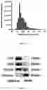 Fig. 04 - Method for constructing functional exosomes capable of efficiently loading specific miRNA