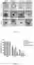 Fig. 06 - Method for constructing functional exosomes capable of efficiently loading specific miRNA