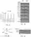 Fig. 07 - MODULATING CELL PROLIFERATION AND PLURIPOTENCY