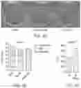 Fig. 09 - MODULATING CELL PROLIFERATION AND PLURIPOTENCY