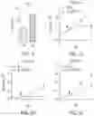 Fig. 12 - MODULATING CELL PROLIFERATION AND PLURIPOTENCY