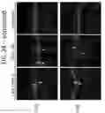 Fig. 26 - RPE CELL POPULATIONS AND METHODS OF GENERATING SAME