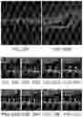 Fig. 28 - RPE CELL POPULATIONS AND METHODS OF GENERATING SAME
