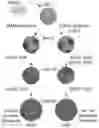 Fig. 01 - Assembly of functionally integrated human forebrain spheroids and methods of use thereof