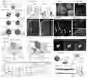 Fig. 02 - Assembly of functionally integrated human forebrain spheroids and methods of use thereof
