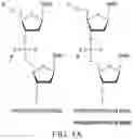 Fig. 02 - IMPROVED PROCESS FOR DNA INTEGRATION USING RNA-GUIDED ENDONUCLEASES