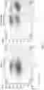 Fig. 13 - IMPROVED PROCESS FOR DNA INTEGRATION USING RNA-GUIDED ENDONUCLEASES