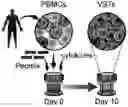 Fig. 01 - MULTI-RESPIRATORY VIRUS ANTIGEN-SPECIFIC T CELLS AND METHODS OF MAKING AND USING THE SAME THERAPEUTICALLY