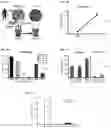 Fig. 02 - MULTI-RESPIRATORY VIRUS ANTIGEN-SPECIFIC T CELLS AND METHODS OF MAKING AND USING THE SAME THERAPEUTICALLY