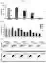 Fig. 03 - MULTI-RESPIRATORY VIRUS ANTIGEN-SPECIFIC T CELLS AND METHODS OF MAKING AND USING THE SAME THERAPEUTICALLY