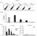 Fig. 06 - MULTI-RESPIRATORY VIRUS ANTIGEN-SPECIFIC T CELLS AND METHODS OF MAKING AND USING THE SAME THERAPEUTICALLY