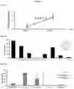 Fig. 15 - MULTI-RESPIRATORY VIRUS ANTIGEN-SPECIFIC T CELLS AND METHODS OF MAKING AND USING THE SAME THERAPEUTICALLY