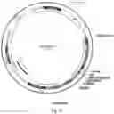 Fig. 43 - Gene-edited natural killer cells