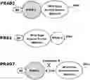 Fig. 01 - COMPOSITIONS AND METHODS TO MANUFACTURE TUMOR SUPPRESSOR FUSIONS