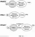 Fig. 06 - COMPOSITIONS AND METHODS TO MANUFACTURE TUMOR SUPPRESSOR FUSIONS