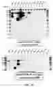 Fig. 11 - COMPOSITIONS AND METHODS TO MANUFACTURE TUMOR SUPPRESSOR FUSIONS
