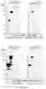 Fig. 16 - COMPOSITIONS AND METHODS TO MANUFACTURE TUMOR SUPPRESSOR FUSIONS