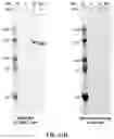 Fig. 21 - COMPOSITIONS AND METHODS TO MANUFACTURE TUMOR SUPPRESSOR FUSIONS